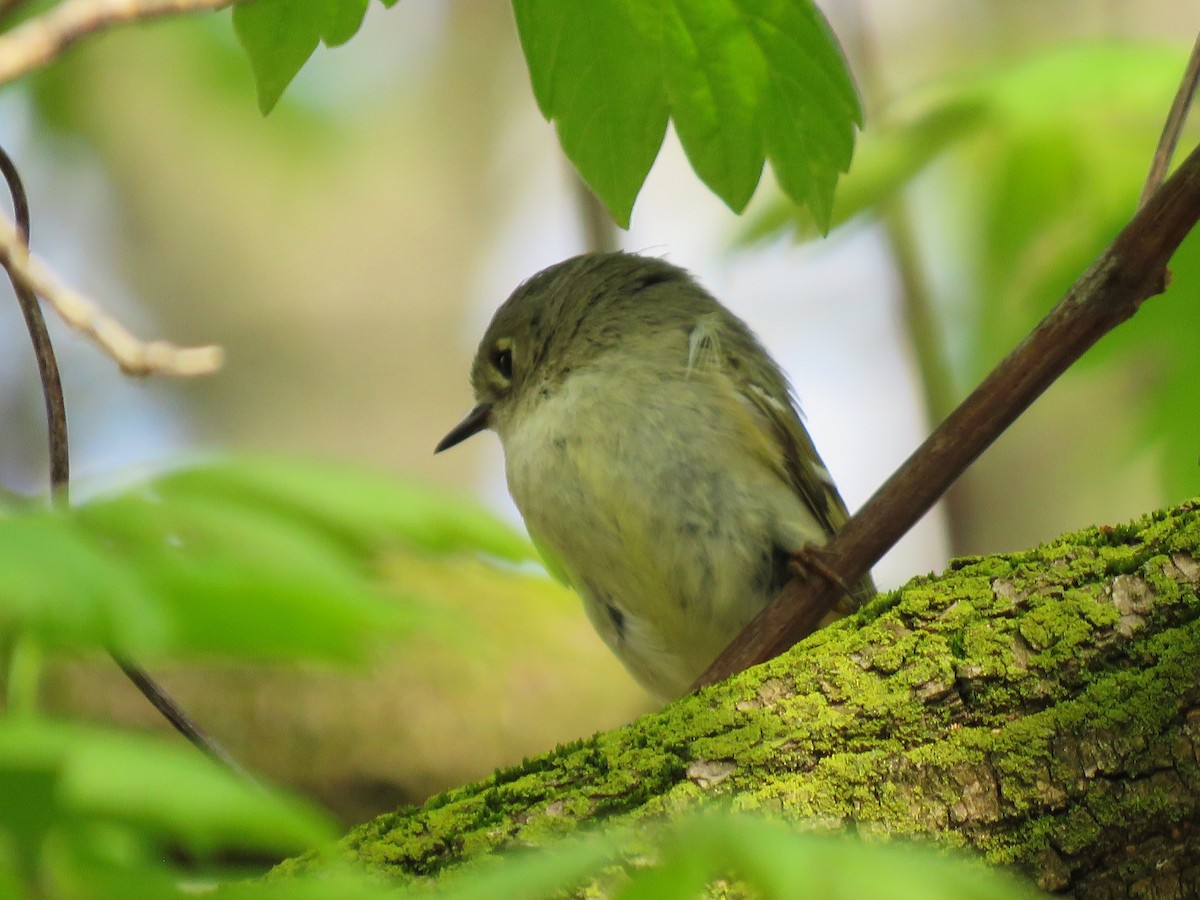 Ruby-crowned Kinglet - Jocelyn Hennin