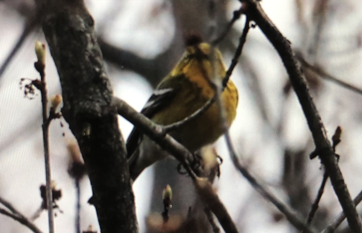 Pine Warbler - Jules S