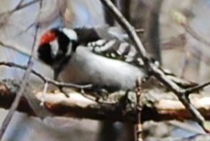 Downy Woodpecker - R Tritz