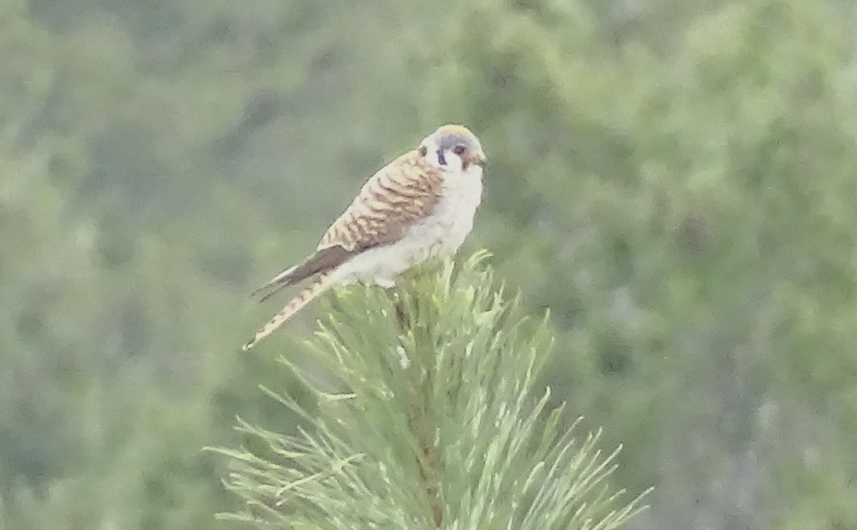 American Kestrel - ML618120339