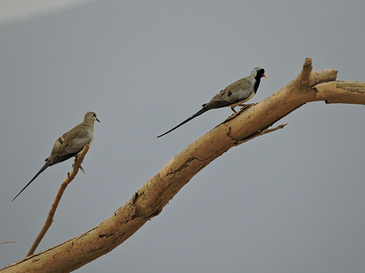 Namaqua Dove - Andrew Cauldwell