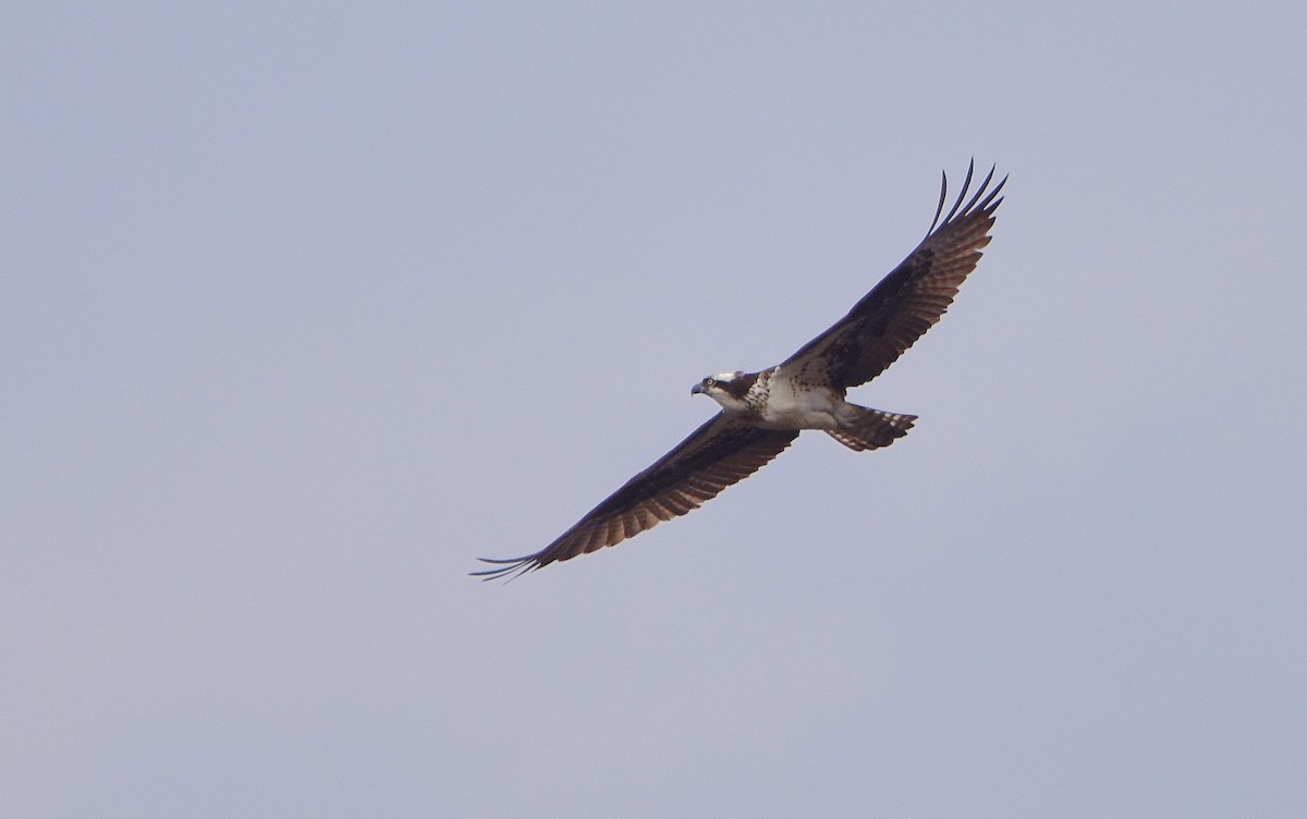 Osprey - Éric Lambert