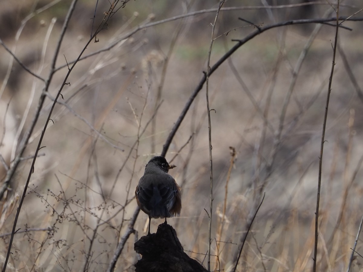 American Robin - John Hiebert