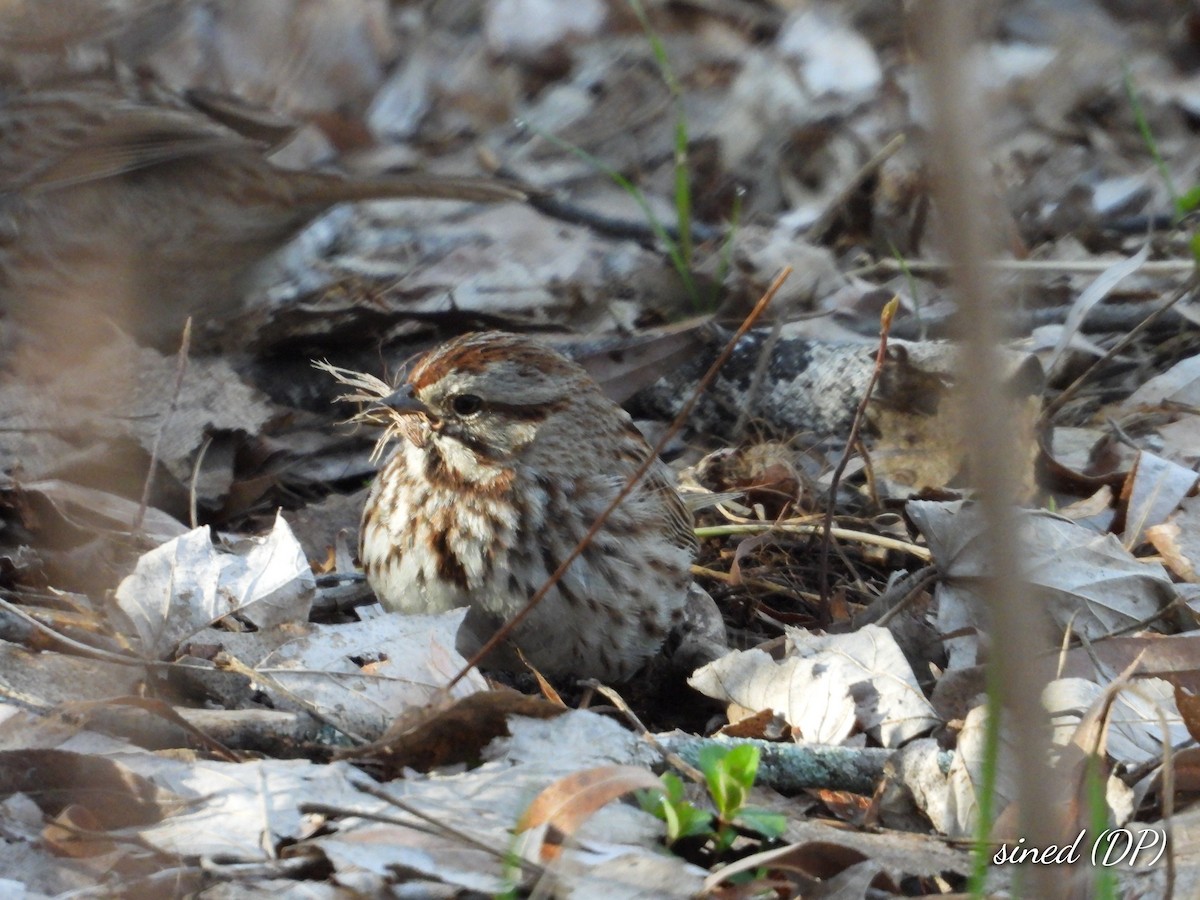 Song Sparrow - Denis Provencher COHL