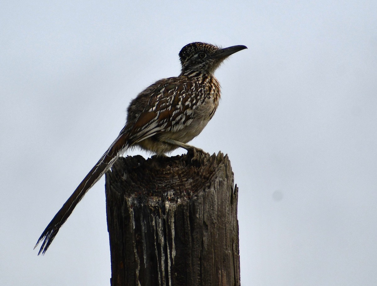 Greater Roadrunner - ML618120408