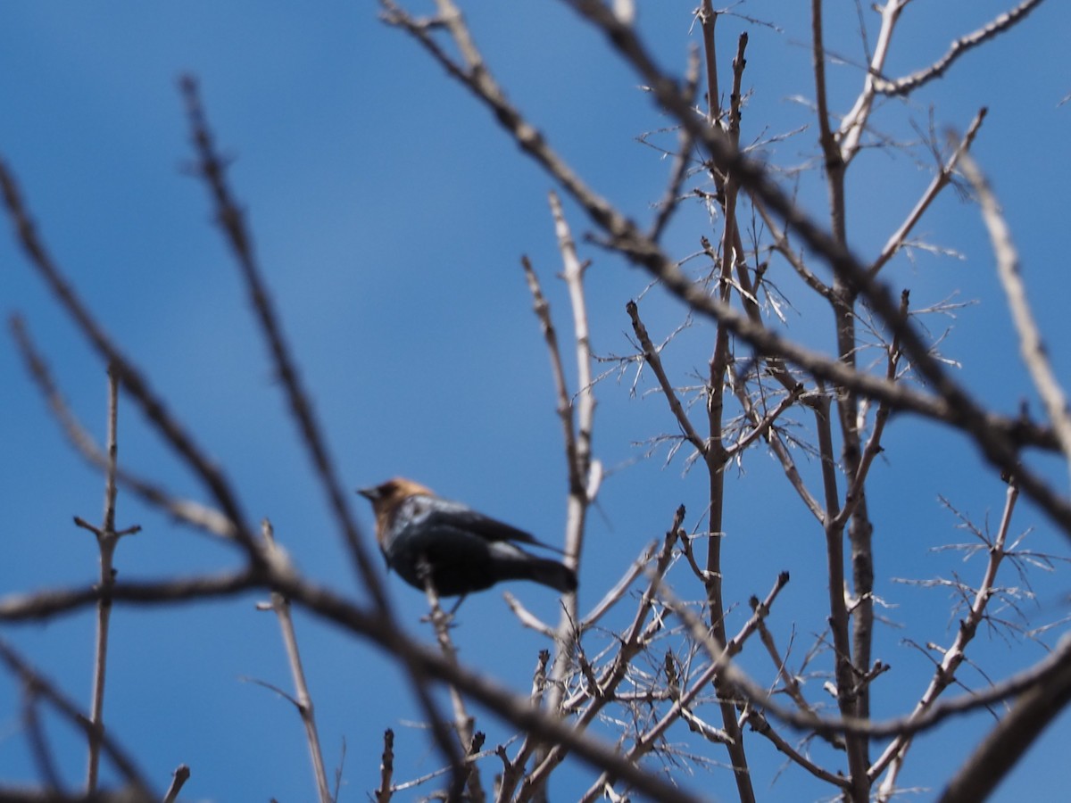 Brown-headed Cowbird - John Hiebert