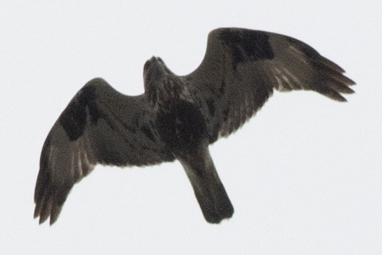 Rough-legged Hawk - ML618120462