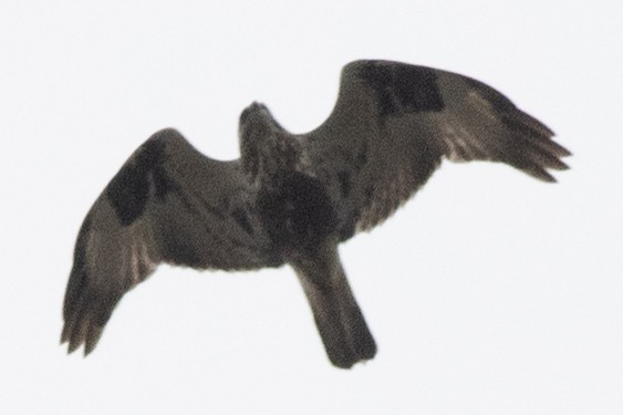 Rough-legged Hawk - ML618120463