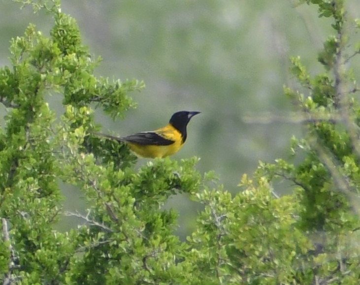 Audubon's Oriole - ML618120482