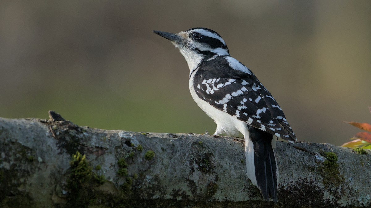 Hairy Woodpecker - ML618120527