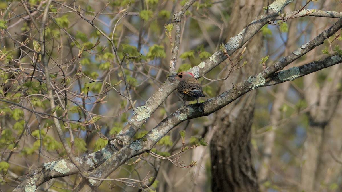 Northern Flicker - Robert Howard