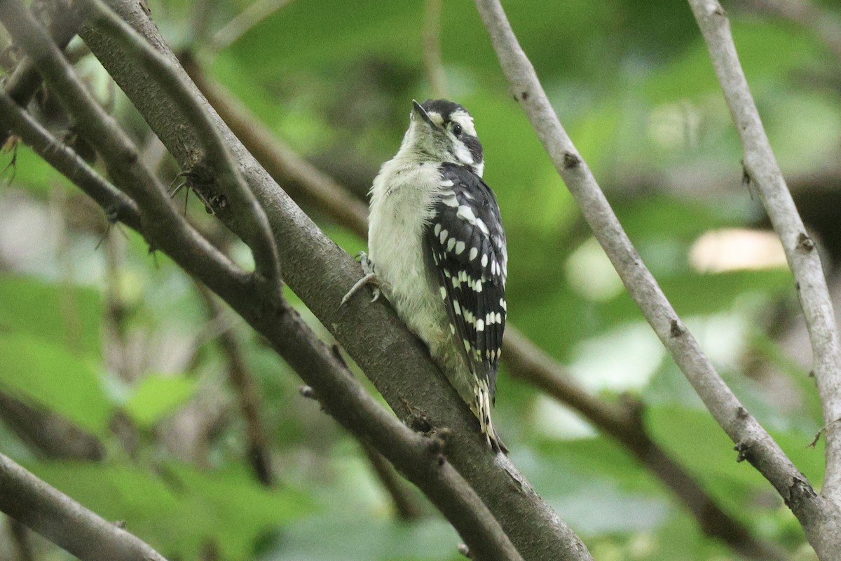 Downy Woodpecker - Brian Davis