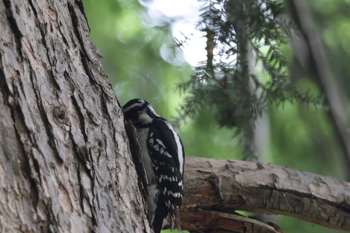 Downy Woodpecker - Brian Davis