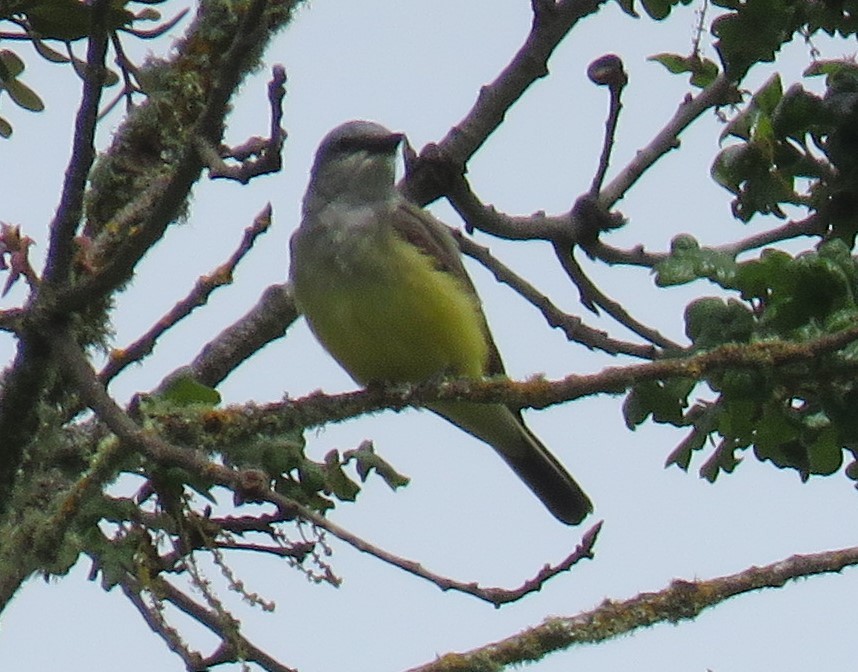 Western Kingbird - Pam Otley