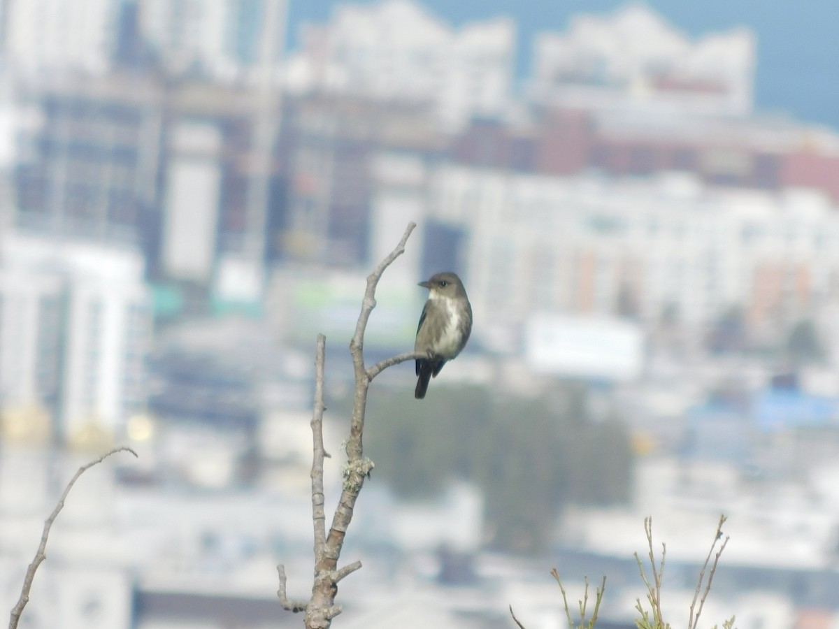 Olive-sided Flycatcher - ML618120590