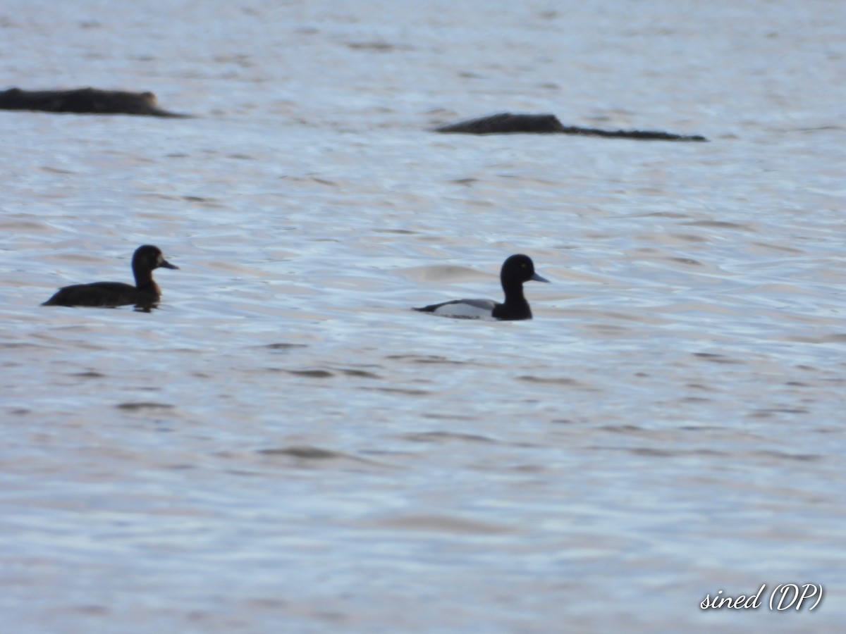 Lesser Scaup - Denis Provencher COHL