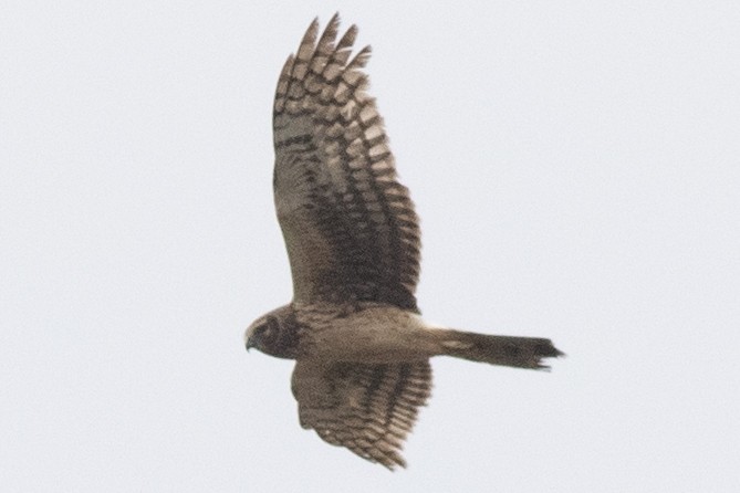 Northern Harrier - ML618120618