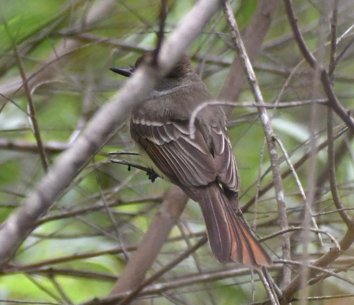 Nutting's Flycatcher - Jon McIntyre