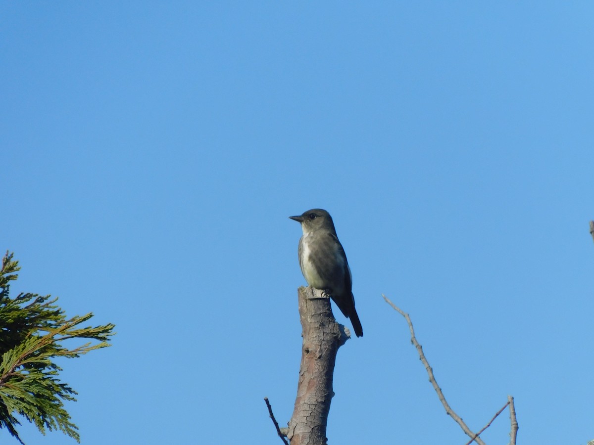 Olive-sided Flycatcher - ML618120630