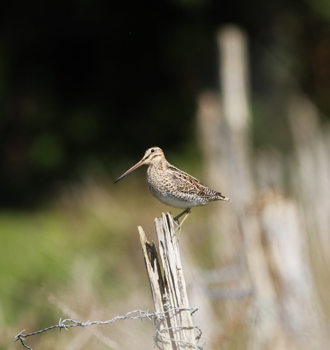 Common Snipe - Carlos Pereira