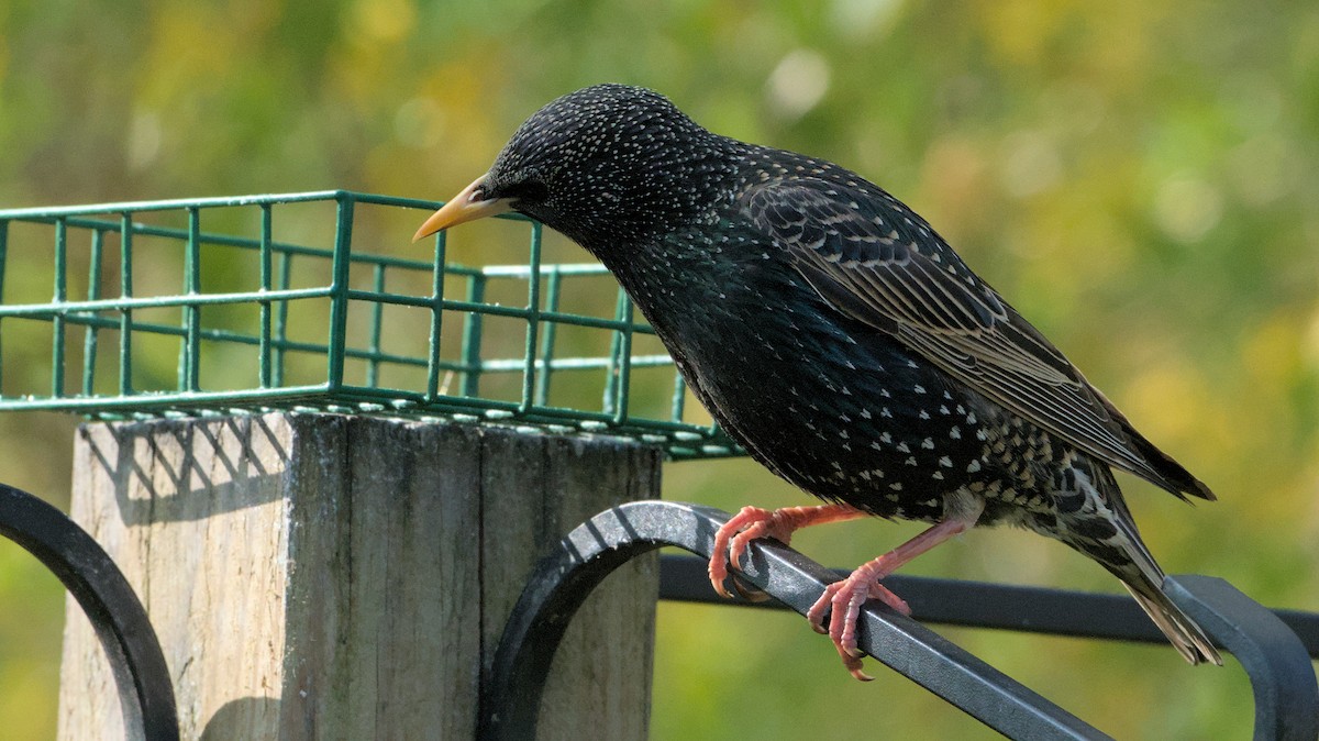 European Starling - Robert Howard