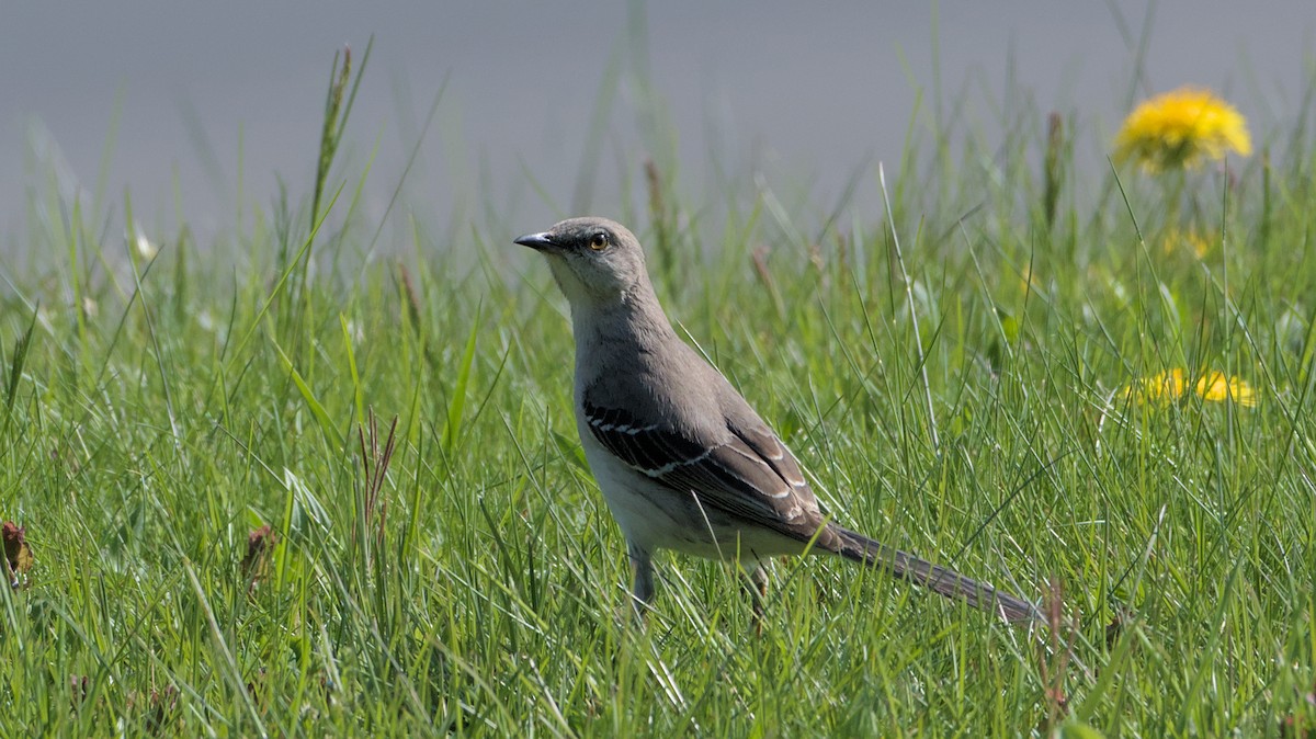 Northern Mockingbird - Robert Howard