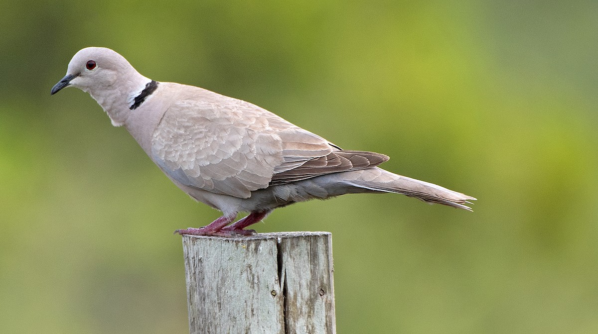 Eurasian Collared-Dove - Kenneth Butler