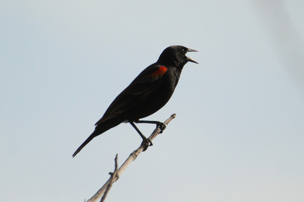 Red-winged Blackbird - Anonymous