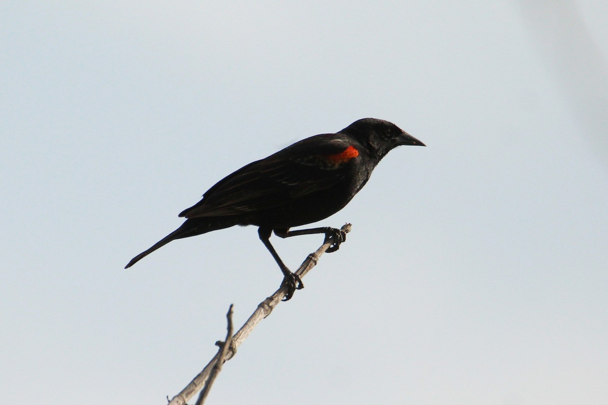 Red-winged Blackbird - Anonymous