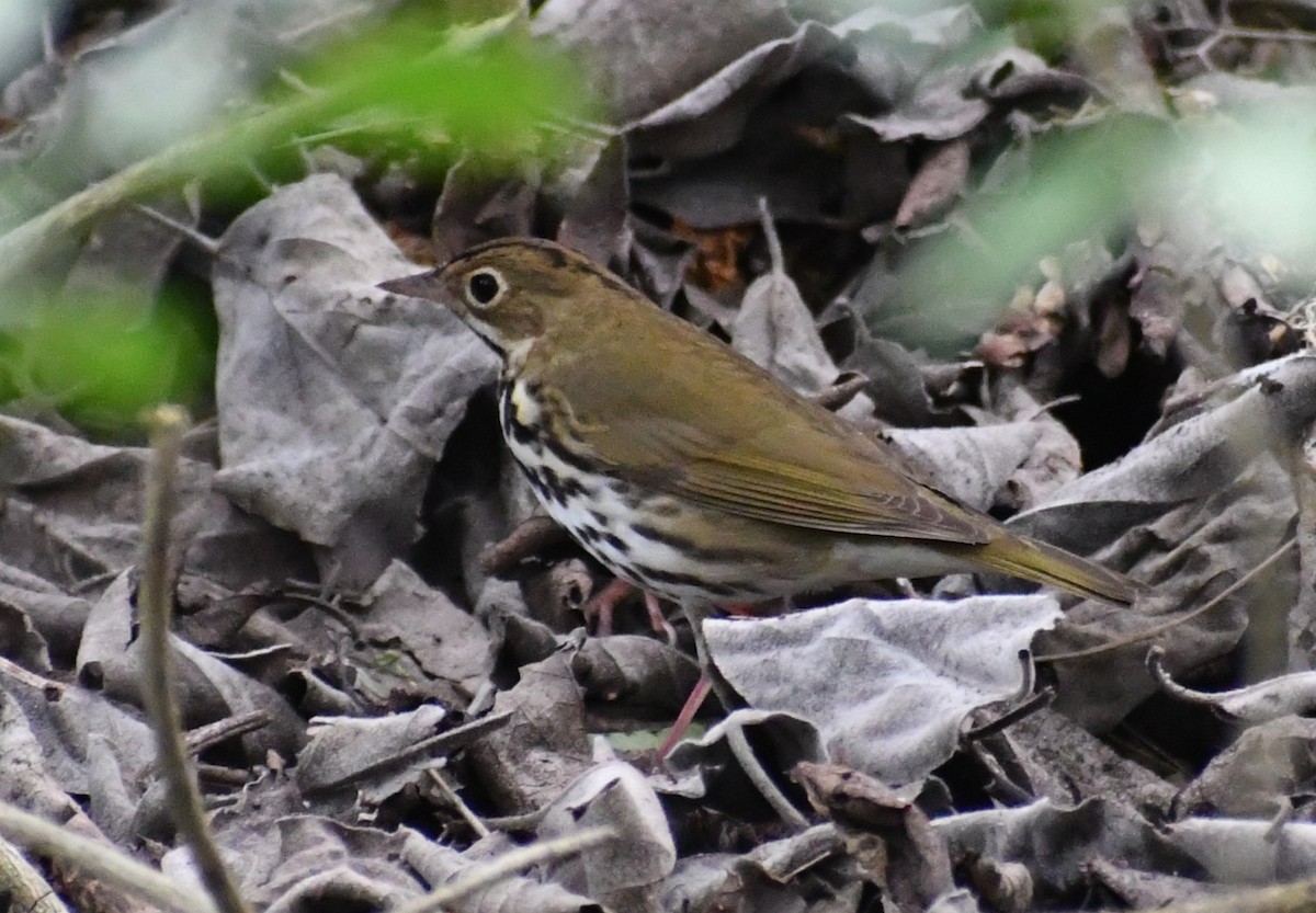 Ovenbird - Jon McIntyre