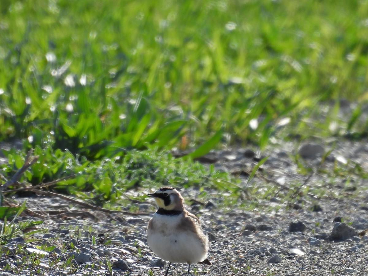 Horned Lark - ML618120708