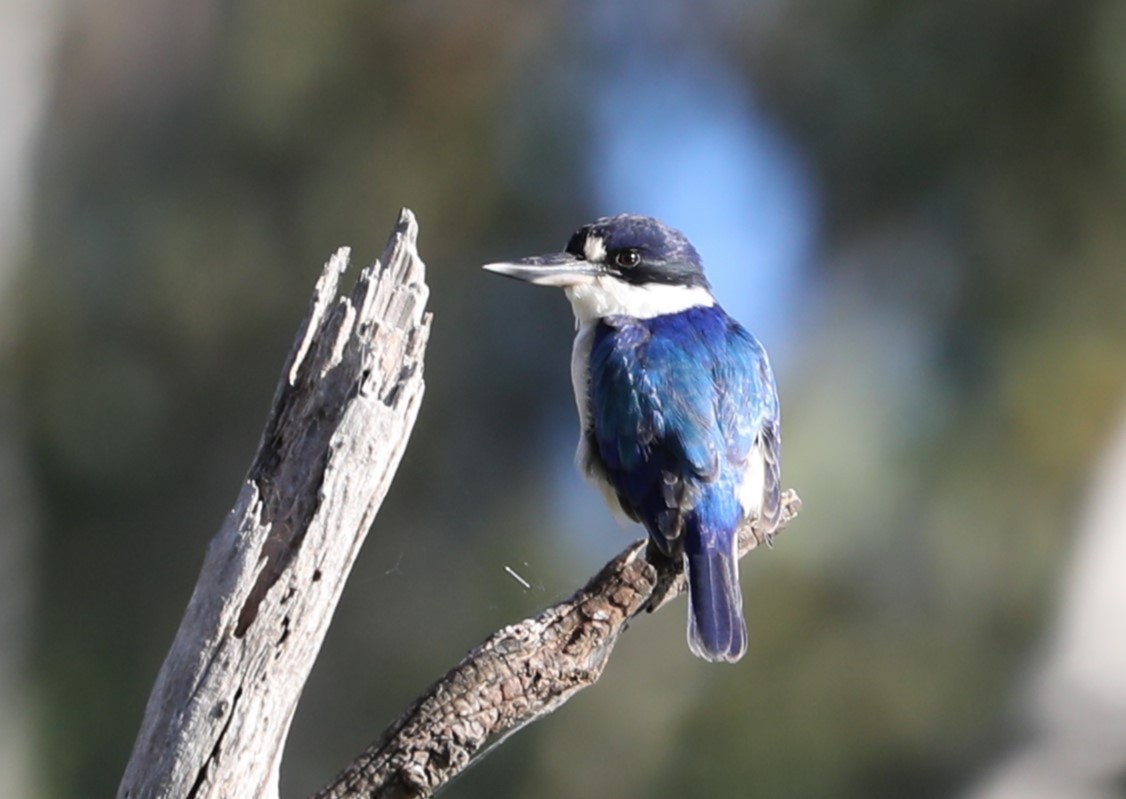 Forest Kingfisher - Graham Manning