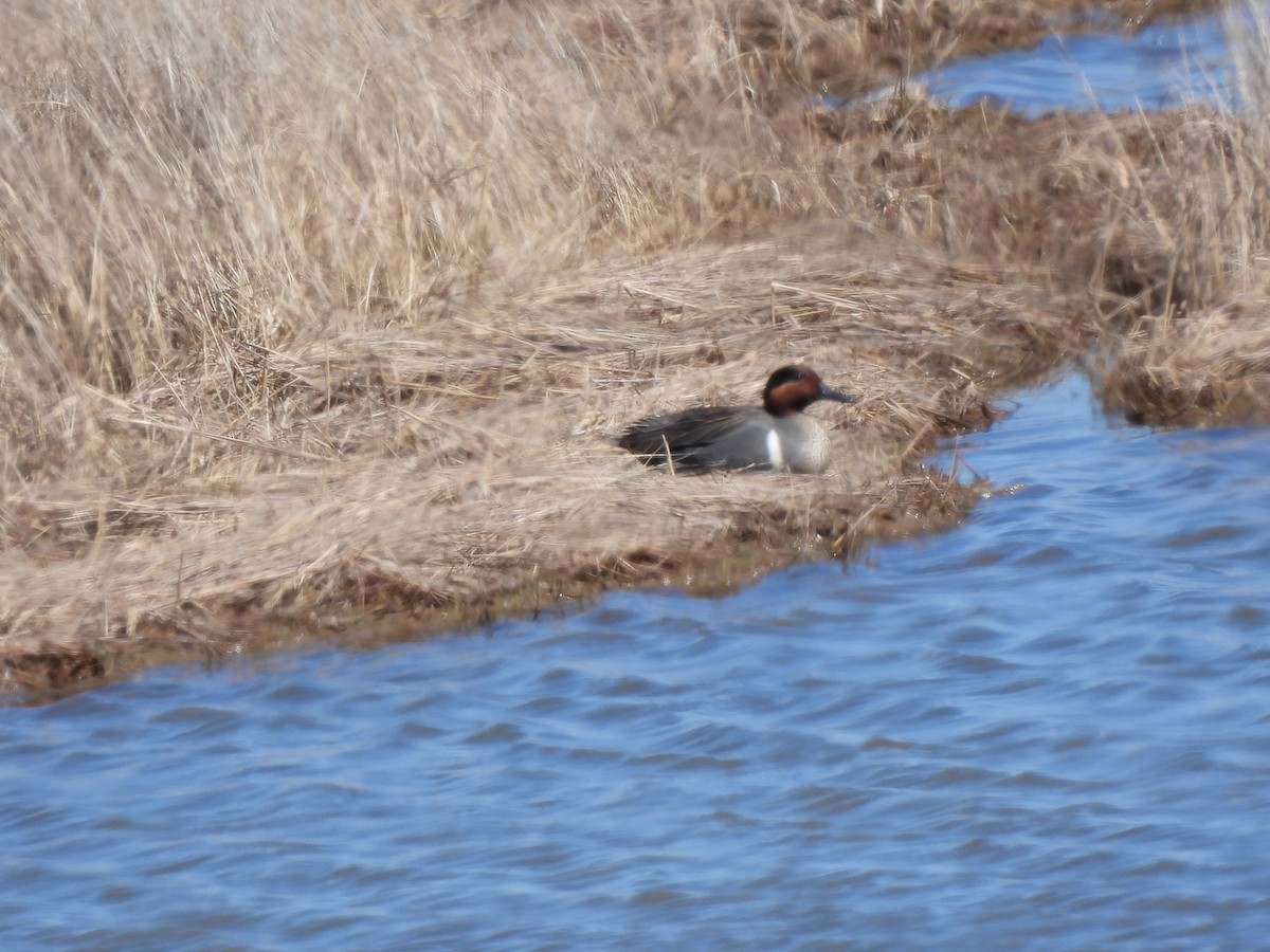 Green-winged Teal - Rhonda Langelaan