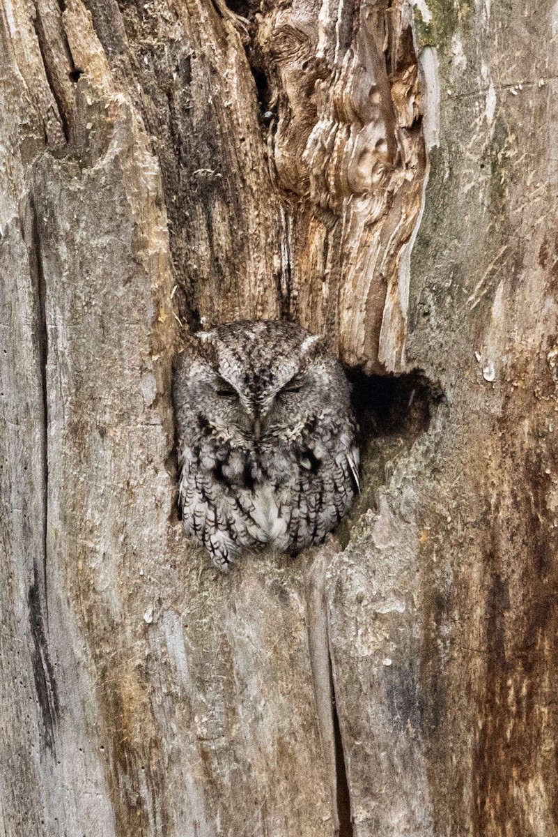 Eastern Screech-Owl - Rob  Sielaff