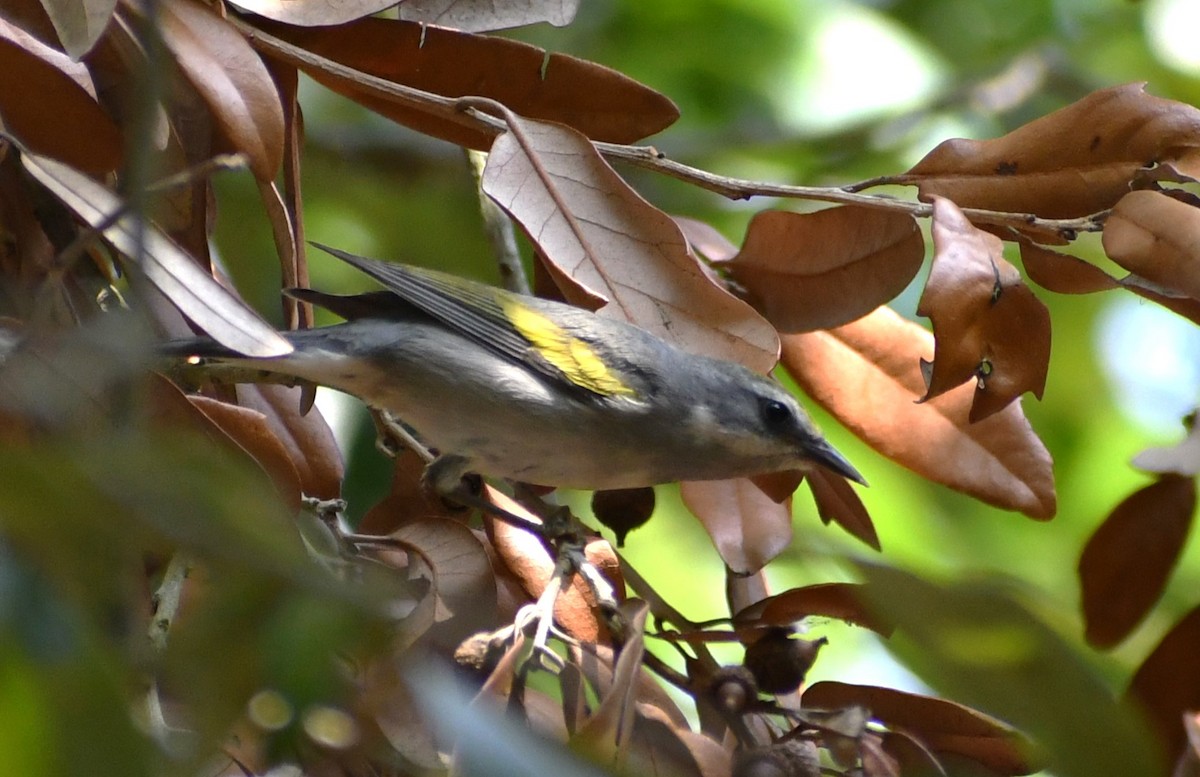 Golden-winged Warbler - Jon McIntyre