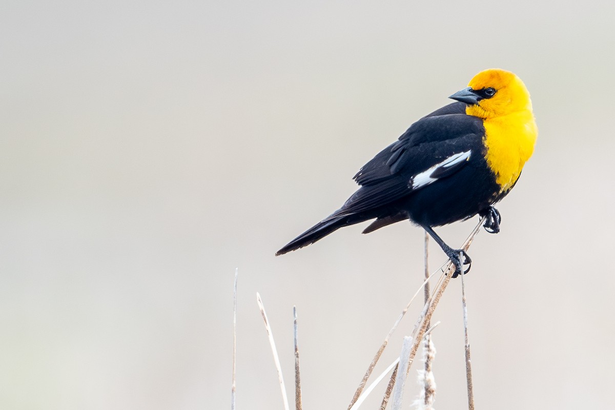 Yellow-headed Blackbird - Martin Kaehrle