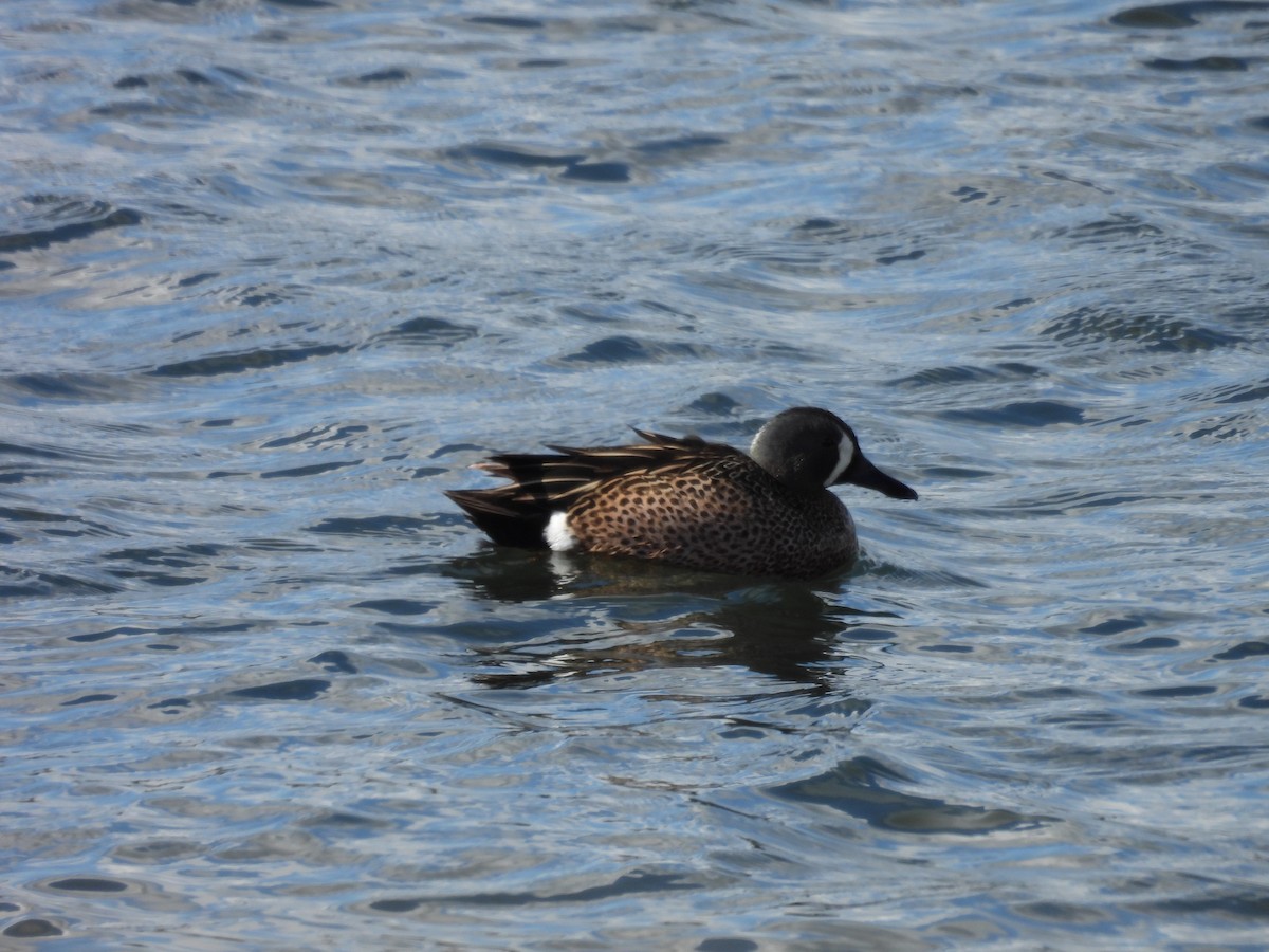 Blue-winged Teal - ML618120748