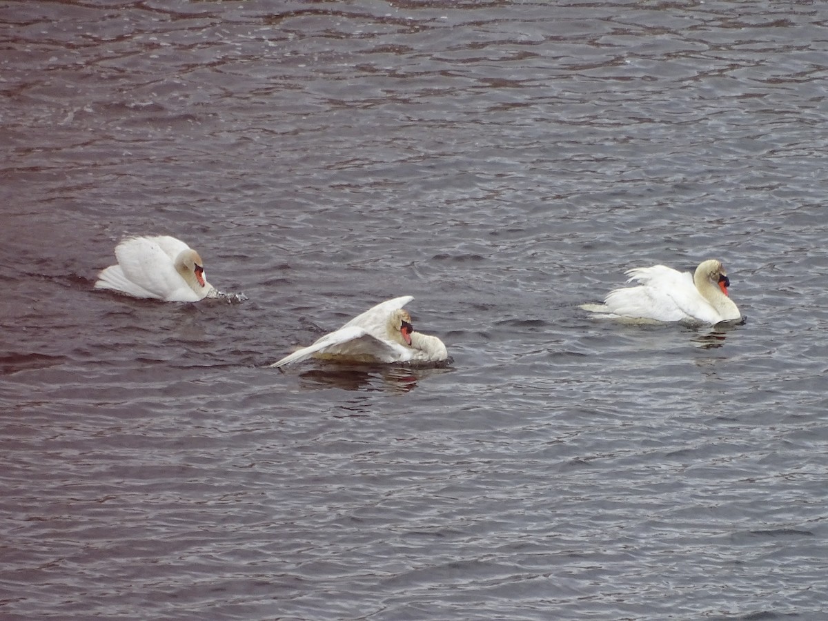 Mute Swan - Shey Claflin