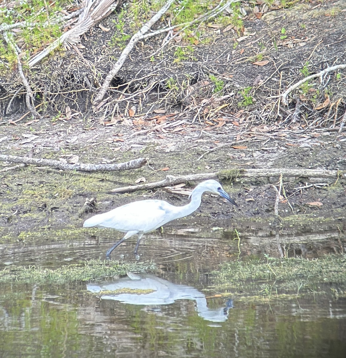 heron sp. - Kyle Matera