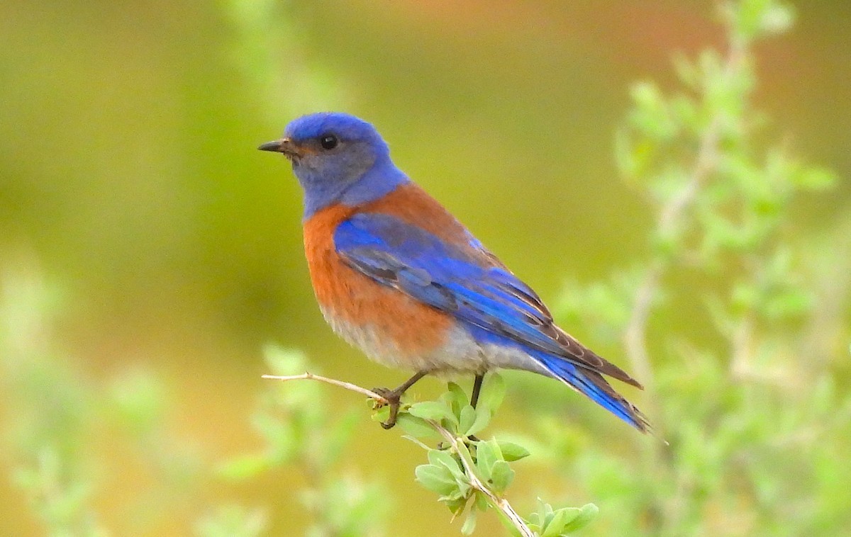 Western Bluebird - Ted Floyd