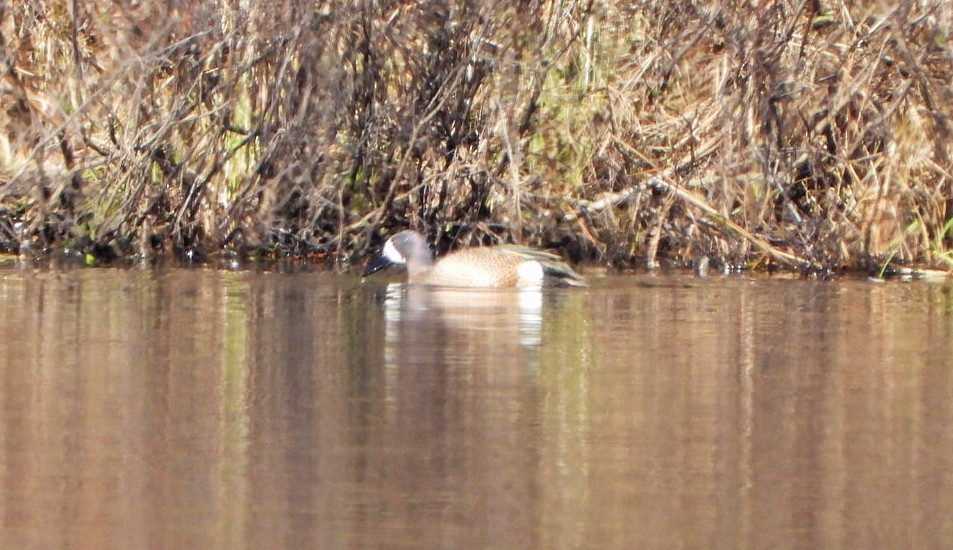 Blue-winged Teal - ML618120849