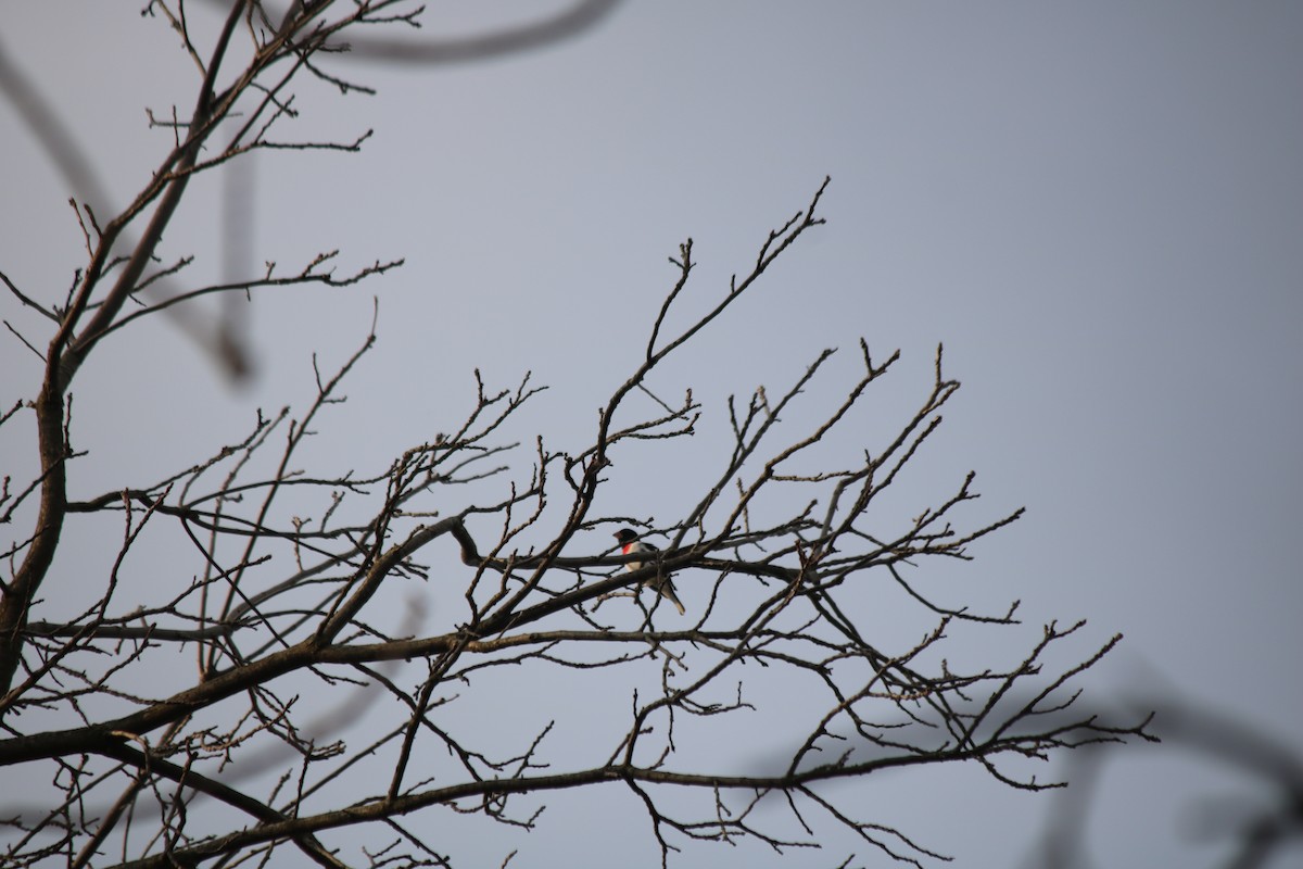 Cardinal à poitrine rose - ML618120856