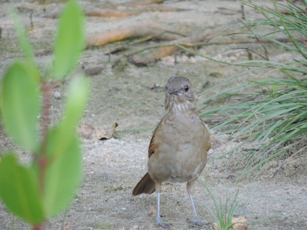 Pale-breasted Thrush - ML618120861