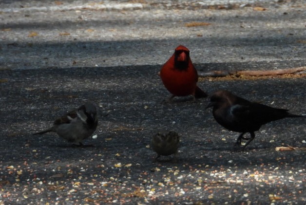 Brown-headed Cowbird - Douglas White