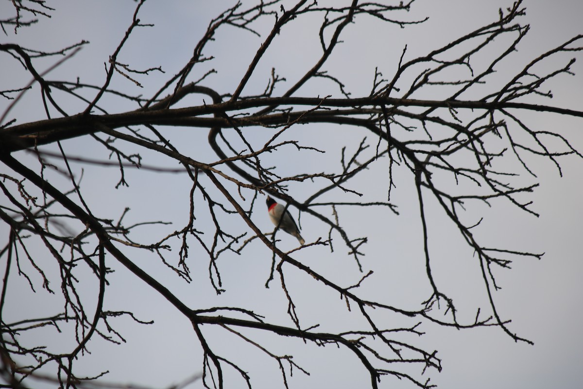 Rose-breasted Grosbeak - Serina T