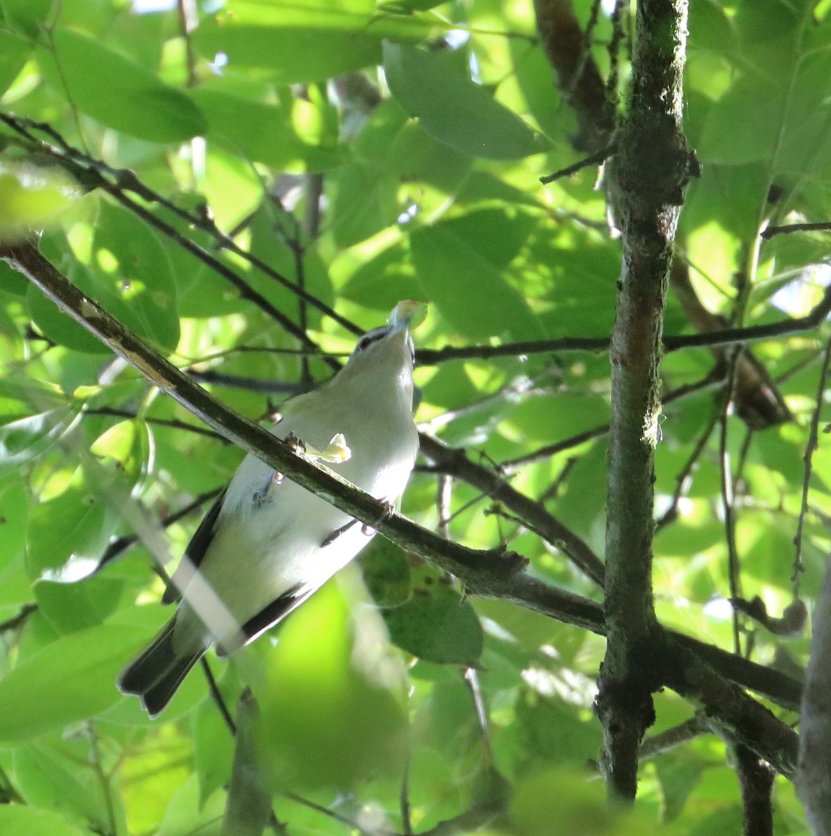 Red-eyed Vireo - Braden Collard