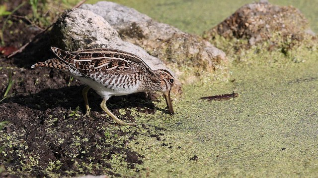 Wilson's Snipe - ML618120905