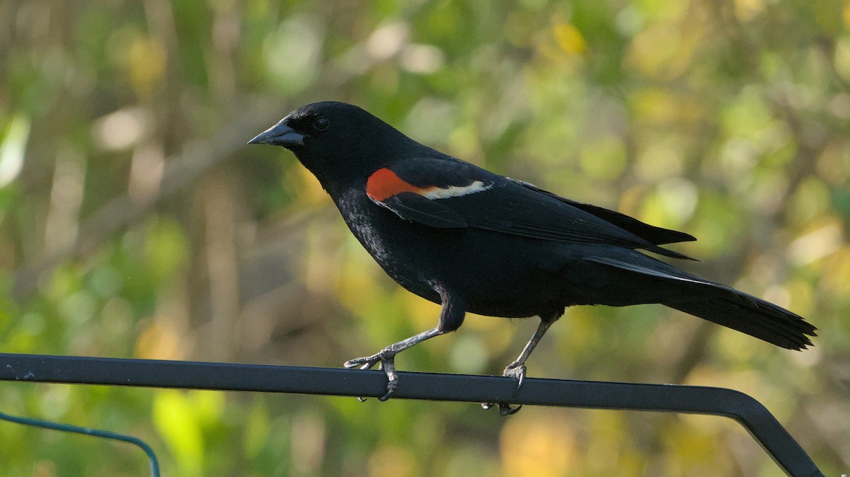 Red-winged Blackbird - Robert Howard