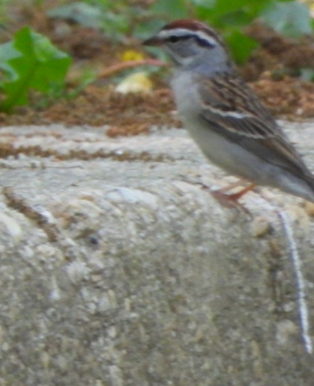 Chipping Sparrow - Douglas White