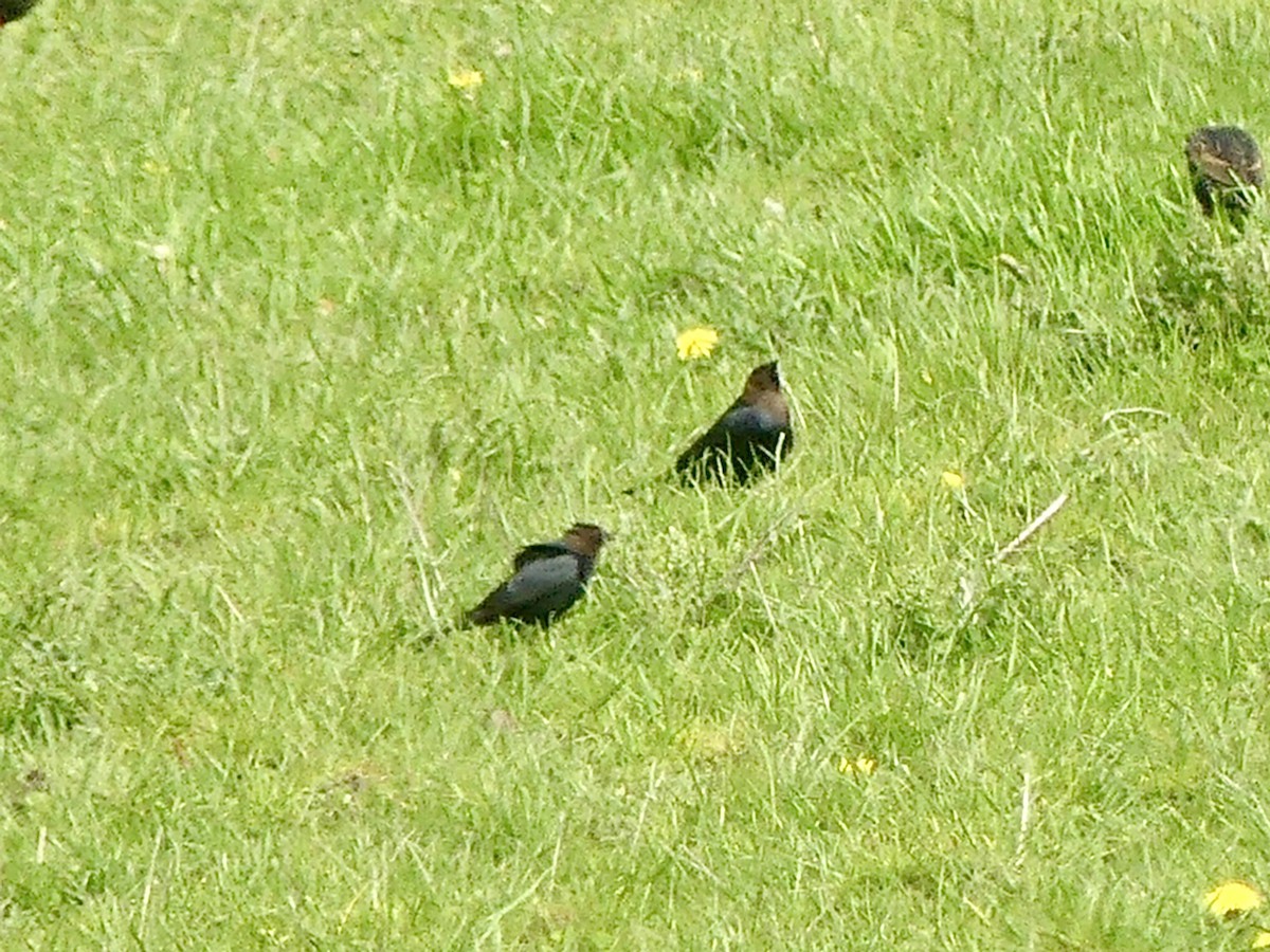 Brown-headed Cowbird - Philip Dickinson